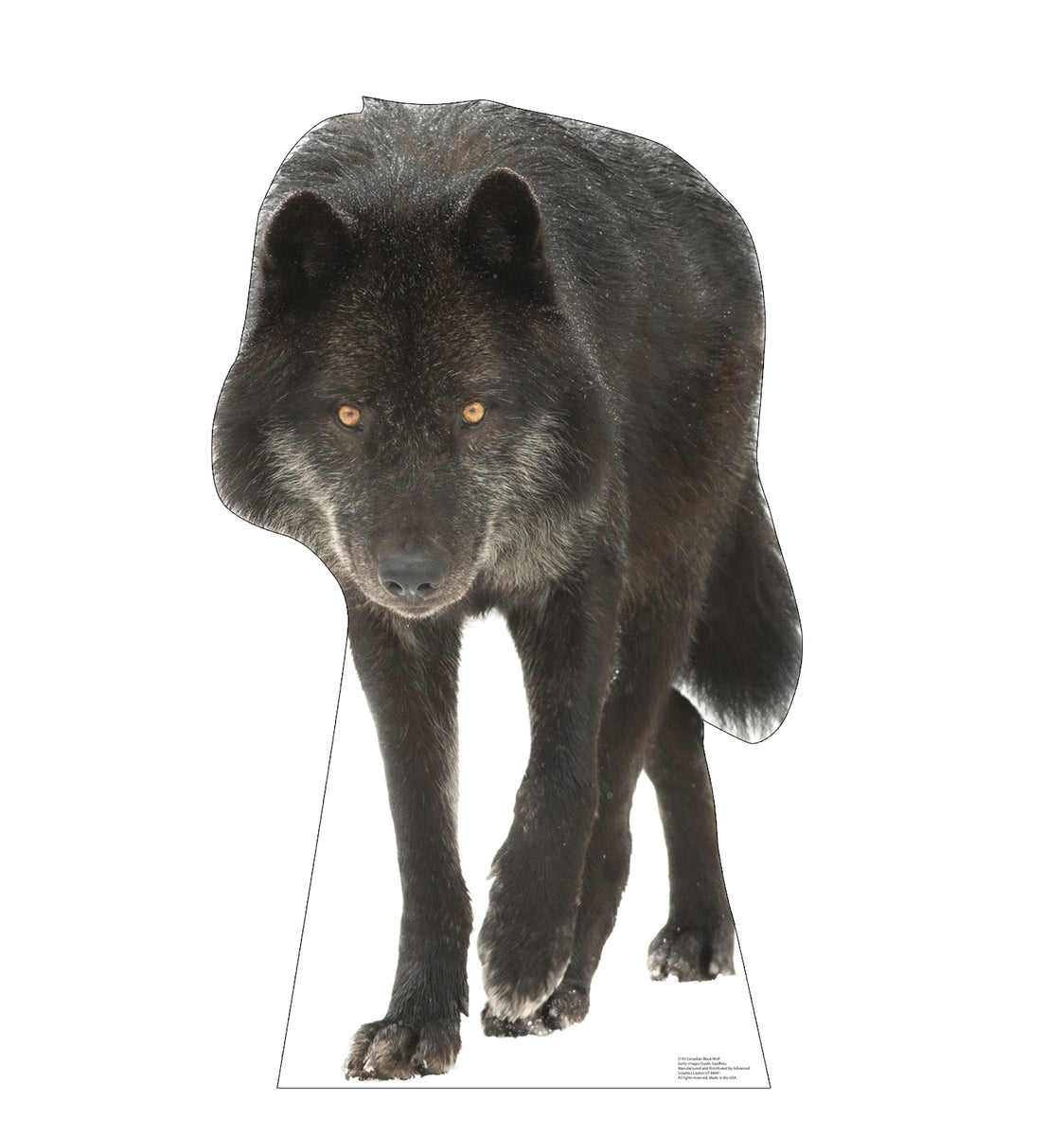 5193_CanadianBlackWolf_28_1200