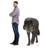 Canadian Black Wolf Life-size Cardboard Cutout #5193 Gallery Image