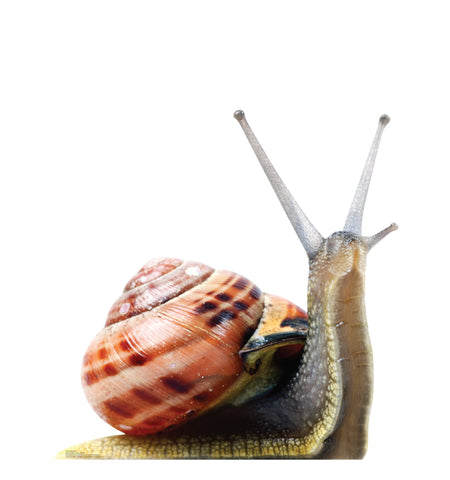 Giant Snail Life-size Cardboard Cutout #5215
