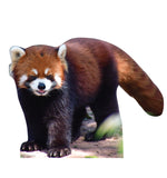 Red Panda Life-size Cardboard Cutout #5242 Gallery Image