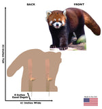 Red Panda Life-size Cardboard Cutout #5242 Gallery Image