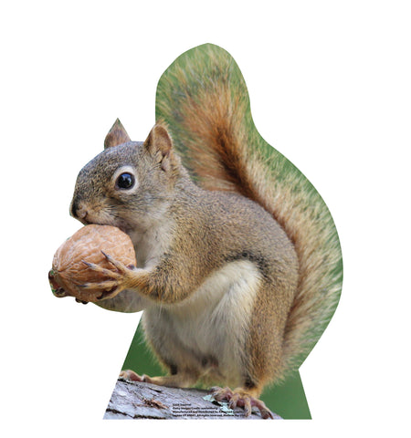 Gray Squirrel Life-size Cardboard Cutout #5256