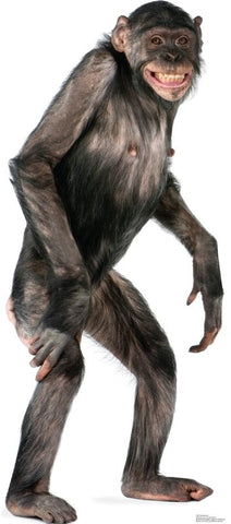 Chimpanzee Lifesize cutout #1487
