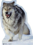 Wolf Photo Cutout
