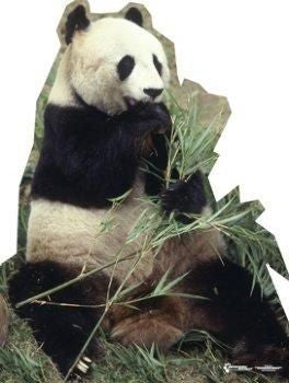 Panda Bear Photo Cutout
