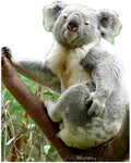 Koala Bear Standup#55
