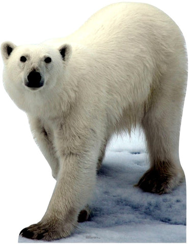 Polar Bear Standup#56