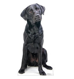 Black Labrador Life-size Cardboard Cutout #5187 Gallery Image