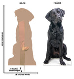 Black Labrador Life-size Cardboard Cutout #5187 Gallery Image