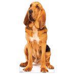 Bloodhound Life-size Cardboard Cutout #5188