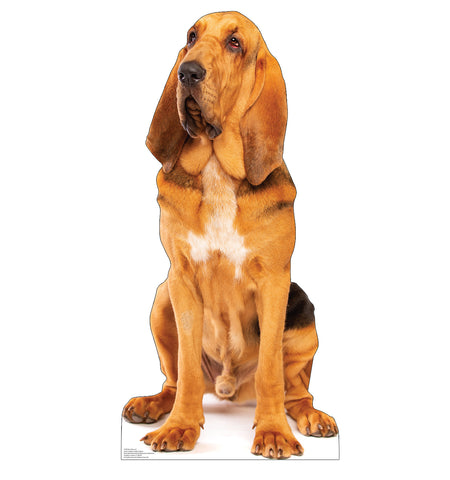 Bloodhound Life-size Cardboard Cutout #5188