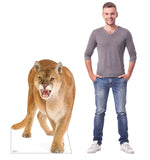 Cougar Life-size Cardboard Cutout #5189 Gallery Image