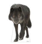 Canadian Black Wolf Life-size Cardboard Cutout #5193