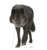 Canadian Black Wolf Life-size Cardboard Cutout #5193 Gallery Image