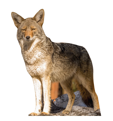 Coyote Life-size Cardboard Cutout #5199