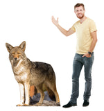 Coyote Life-size Cardboard Cutout #5199 Gallery Image