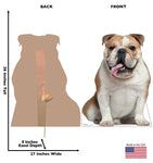 English Bull Dog Life-size Cardboard Cutout #5208