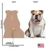 English Bull Dog Life-size Cardboard Cutout #5208 Gallery Image