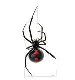 Giant Black Widow Spider Life-size Cardboard Cutout #5213 Gallery Image