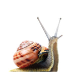 Giant Snail Life-size Cardboard Cutout #5215