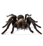 Giant Tarantula Life-size Cardboard Cutout #5216 Gallery Image