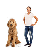Goldendoodle Life-size Cardboard Cutout #5217 Gallery Image