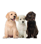 Puppy Group Life-size Cardboard Cutout #5221