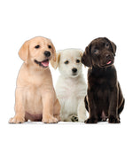 Puppy Group Life-size Cardboard Cutout #5221 Gallery Image