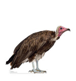 Hooded Vulture Life-size Cardboard Cutout #5223 Gallery Image