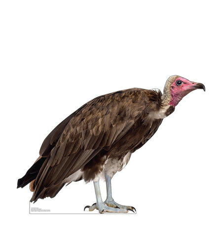 Hooded Vulture Life-size Cardboard Cutout #5223