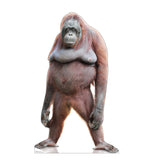 Orangutan Life-size Cardboard Cutout #5235 Gallery Image