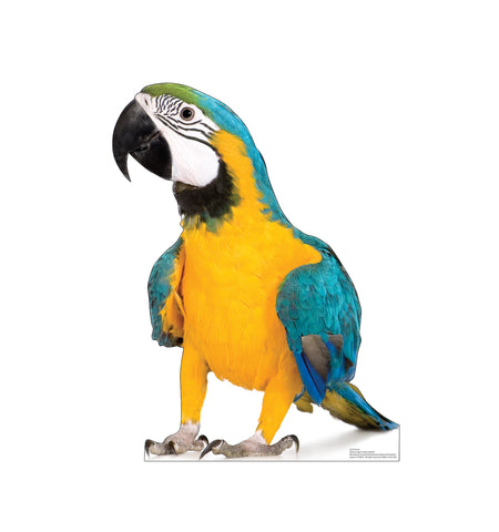 Parrot Life-size Cardboard Cutout #5237