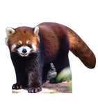 Red Panda Life-size Cardboard Cutout #5242
