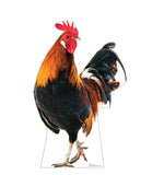 Life-Size Rooster Life-size Cardboard Cutout #5249 Gallery Image