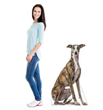 Greyhound Life-size Cardboard Cutout #5254 Gallery Image