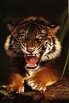 Sumatran Tiger Poster