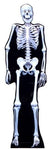 Skeleton #193