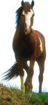 Mustang Horse Cutout 582