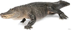 American Alligator Lifesize cutout #1482