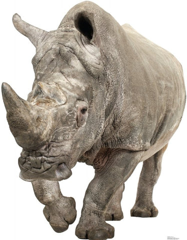 White Rhinoceros Lifesize cutout #1483