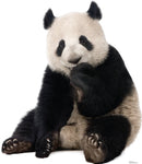 Giant Panda Lifesize cutout #1485
