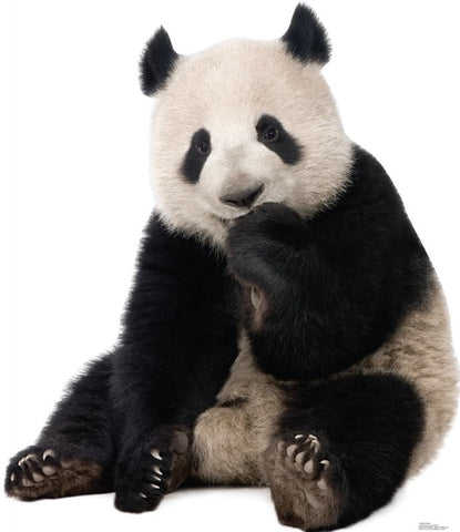 Giant Panda Lifesize cutout #1485
