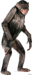 Chimpanzee Lifesize cutout #1487
