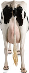 Cow Rear Lifesize cutout #1489