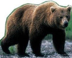 Grizzly Bear Cutout