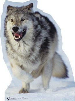 Wolf Photo Cutout
