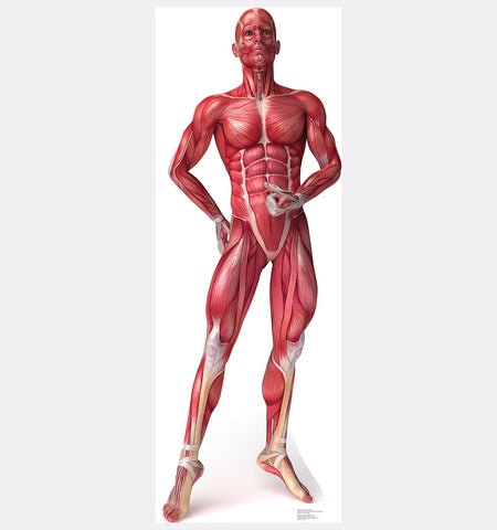 Muscle System – Anatomy Cardboard Cutout #1838