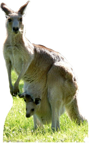 Kangaroo Standup #53